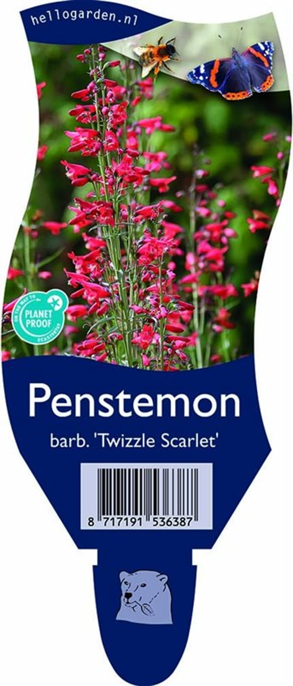Penstemon b. 'Twizzle Scarlet' - P11